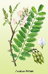   (Robinia pseudoacacia)