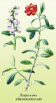 Brūklenes lapas ( Vaccinium vitis-idaea )