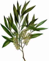   (Melaleuca alternifolia)
