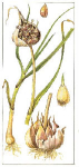 Ķiploki (Allium sativum)