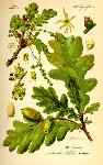   (Quercus robur)