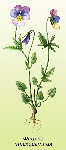   (Viola tricolor)