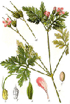   (Geranium robertianum)