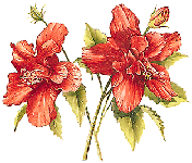   (Hibiscus sabdariffa)