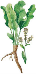   (Armoracia rusticana)