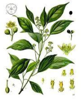  . (Cinnamomum camphora)