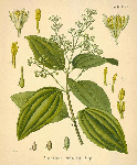 ,   (Cinnamomum zeylanicum)