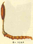   (Cordyceps sinensis)