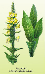 Deviņvīruspēka ziedi ( Verbascum densiflorum )
