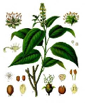 Krotona sveķi, miza ( Croton lechleri )