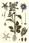   (Borago officinalis L.)