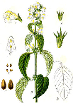   (Galeopsis segetum)