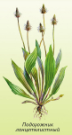   (Plantago lanceolata)