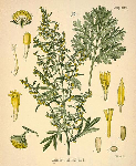Dievkociņa laksti ( Artemisia abrotanum )