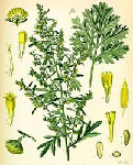 Vērmeles laksti ( Artemisia pontica )