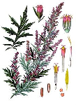   (Artemisia dracunculus)