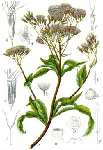   (Eupatorium cannabinum)