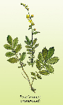 Ancīša laksti ( Agrimonia eupatoria )