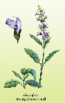    (Salvia officinalis)