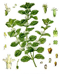 Parastās marūbijas laksti ( Marrubium vulgare )