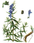   (Scutellaria baicalensis)
