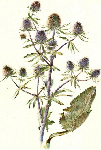 Zilpodžu laksti ( Eryngium campestre )