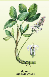   (Menyanthes trifoliata)