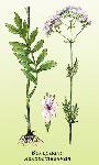 Baldriāna sakņu ekstrakts ( Valeriana officinalis )
