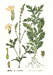   (Verbena officinalis)