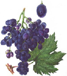 Vīnogu sēklu ekstrakts ( Vitis vinifera )
