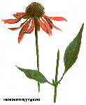  (Echinacea purpurea)